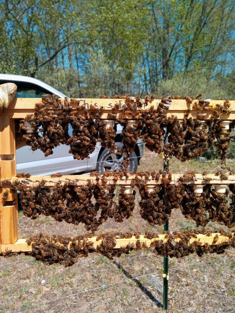 Bee Queens for Sale (Prices to be determined) Pick-Up only. Contact us to order (231) 690-5207.