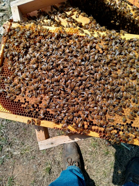 Bees - 5 Frame Nuc  (Prices to be determined)  Pick-up Only.  Please contact us to order. (231) 690-5207.