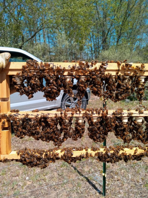 Bee Queens for Sale (Prices to be determined) Pick-Up only.  Contact us to order (231) 690-5207.